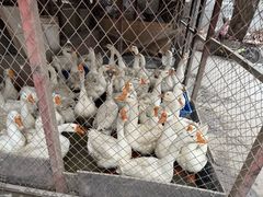 -鱼窝棚柴火铁锅炖(富山屯店)