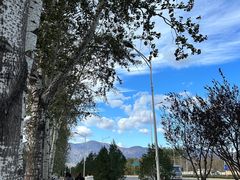 -苏家坨柳林村二月兰花海