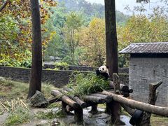 -都江堰中华大熊猫苑