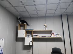 -半岛宠物医院24小时(科华中路店)