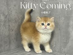 -小猫来了·猫舍(红山六九七九店)