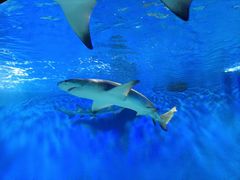 -太平洋海底世界