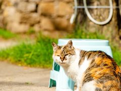 -洛阳白云山景区