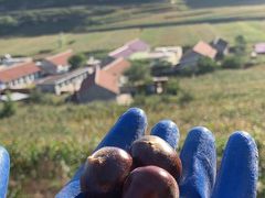 陈记糖炒栗子-陈记栗子(长宁路店)