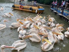 -广州长隆飞鸟乐园