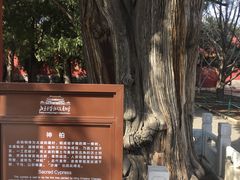 -北京市劳动人民文化宫(太庙)