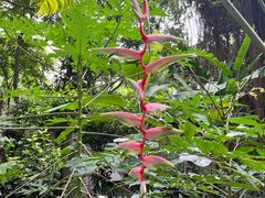 -中国科学院西双版纳热带植物园