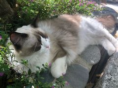 -喵屿·大理花园猫咖