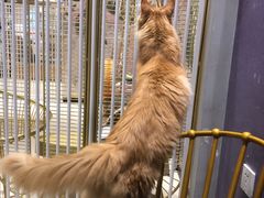 -藏猫猫咖啡主题馆(中央大道店)