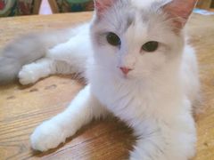 -more than meow吴止猫主题餐厅(承德 中船汇店)