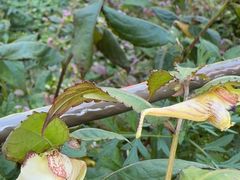 -武陵山森林公园