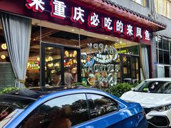 -新概念来凤鱼(璧山店)