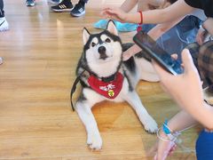 -Husky Go! 哈士奇体验馆·宠物咖啡厅狗咖