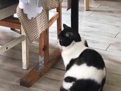 -海边的猫和咖啡馆