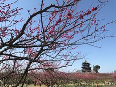 -上海海湾国家森林公园