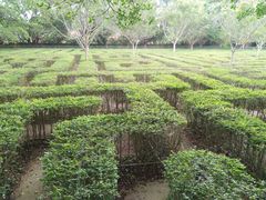 -广东茂名森林公园