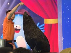 -芜湖新华联大白鲸海洋公园