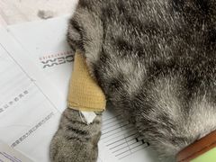 -贝来恩24H动物医院·转诊中心(稻香路店)