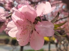 -大兴滨河森林公园