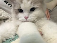 -瑞派福兴宠物医院犬猫全科·骨科·中西医结合(河东店)