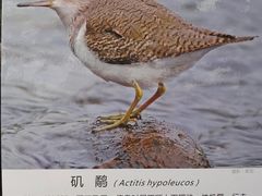 -重庆彩云湖湿地公园