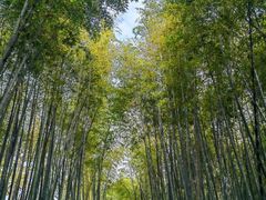 -西湖风景区十里琅珰-五云山