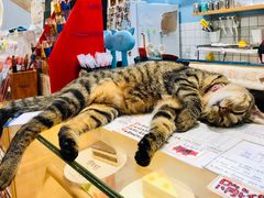 -猫的天空之城概念书店(杭州南宋御街店)