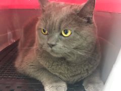 -佳雯宠物医院(金华南路分院)