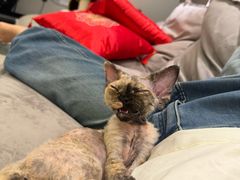 -山宅一喵德文卷毛猫舍