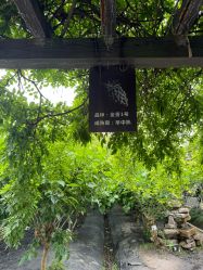 -太湖雪蚕桑文化园