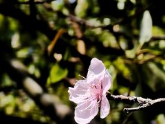 -高东镇樱花园