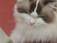 -和它·交个朋友·狗咖猫咖(爱琴海店)