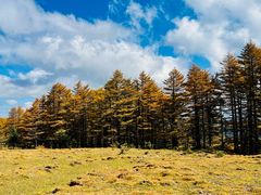 -芦芽山旅游度假区