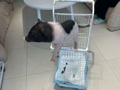 -怪兽屋·羊驼·猫咖·狗咖(俊华广场店)