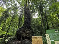-莫里热带雨林景区