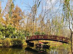 -合肥滨湖国家森林公园