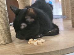 -喵园·猫主题咖啡厅·撸猫·猫咖(国贸店)