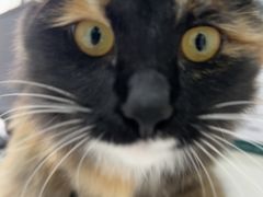 -心仪动物医院·牙专科·肿瘤·心脏科(西客站院)