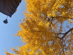 -上海青龙寺