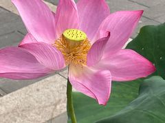 -莲花池公园