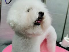-宠福鑫康馨动物医院·骨科·眼科