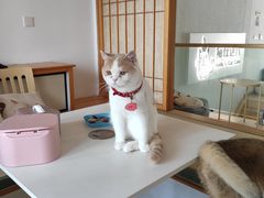 -猫在这儿猫咪咖啡馆·撸猫馆
