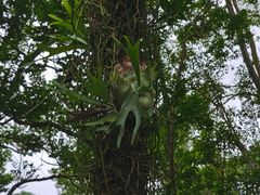 -中国科学院西双版纳热带植物园