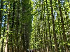 -日照海滨国家森林公园