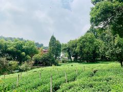 -野蔓果·山野菜(西湖景区·龙井茶田店)