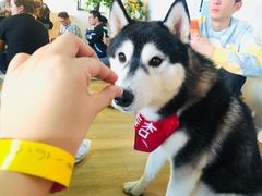 -Husky Go! 哈士奇体验馆·宠物咖啡厅狗咖
