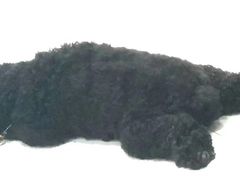 -宠颐生宠物医院·犬猫全科·皮肤科(商业街店)