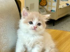 -柚子猫舍·精品猫舍购猫·猫咪认养·购宠·宠物店
