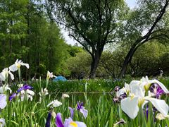 -上海共青森林公园