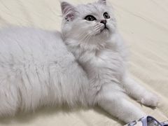-猫大福·Fortune Cat猫舍(百子湾店)
